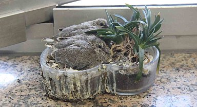 Zabıta müdürünün ofisindeki saksı kumrulara yuva oldu