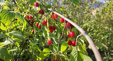 Zayıflamak isteyenlere kızılcık önerisi