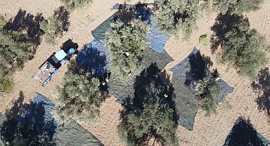 Zeytin hasadı dron ile görüntülendi