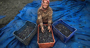 Zeytin hasadı için geri sayım başladı