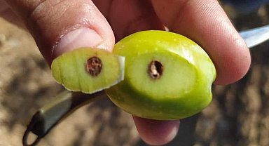 Zeytin kızılkurduna dikkat