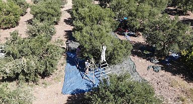 Zeytinde rekolte düşük, fiyatlar şişkin