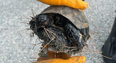 Zifte bulanan kaplumbağalar, 5 günlük yaşam savaşını kazandı