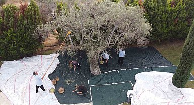 800 yıllık zeytin ağaçlarından hasat yapıldı