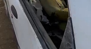 Aç ayı otomobilin camını kırıp içine girdi