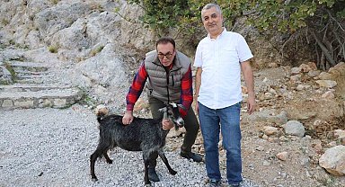 Alanya'da tedavi edilen yaralı keçi doğaya bırakıldı