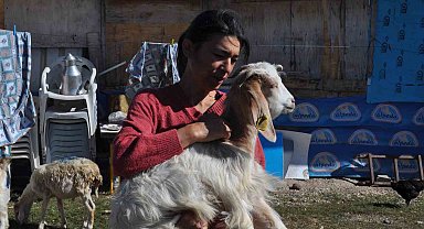 Anne şefkatiyle 60 adet hayvanla kendi başına ilgileniyor