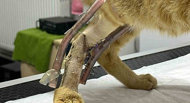 Aracın çarptığı kediye esnaf sahip çıktı