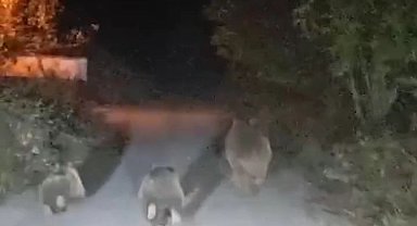 Aracın önünde koşan ayılar kameraya yansıdı