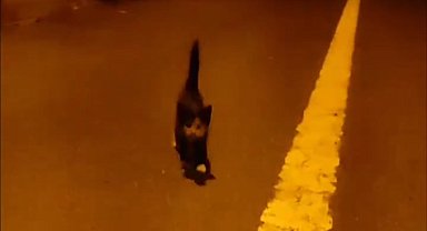 Arnavutköy'de otoyol kenarındaki yavru kedi tır sürücüsünün dikkati sayesinde kurtuldu