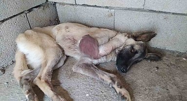 Ayağı kangren olan köpeğe 1,5 saatlik ameliyat