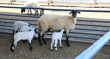 Aydın Büyükşehir Belediyesi'nin Sakız Koyunu Çiftliği'nde doğumlar devam ediyor