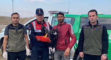 Bakıma muhtaç Kara Akbaba tedavi altına alındı