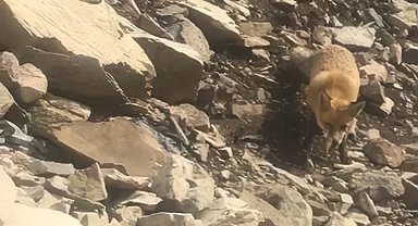 Baraj gölünde balık tutan vatandaşlar tilkiyi besledi!