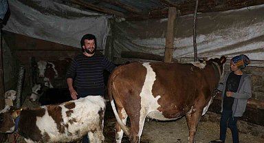 Başkası üzerine görünen inekler için soruşturma başlatıldı