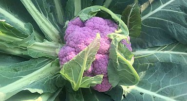 Batman'da ekilen 70 bin fide karnabahardan biri mor olunca ilgi odağı oldu