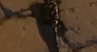 Batman'da nesli tehdit altında olan 'sarı benekli semender' görüldü