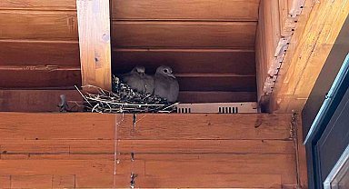 Belediye, yuvadaki kuşlar için tamiratı erteledi