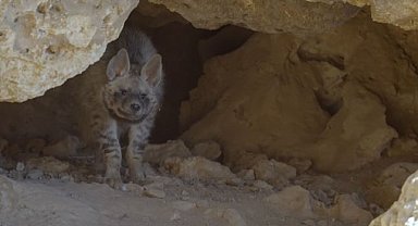 Bir çizgili sırtlan daha görüntülendi