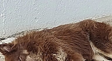 Bodrum'da köpekleri zehirlediler