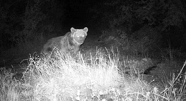 Boz ayı fotokapanla görüntülendi