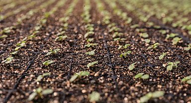 Büyükşehir Belediyesi kendi ürettiği çiçek ve bitkilerle yıllık 22 milyon lira tasarruf ediyor