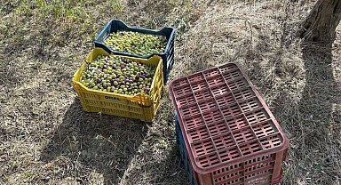 Çaldığı zeytinlerle suçüstü yakalandı