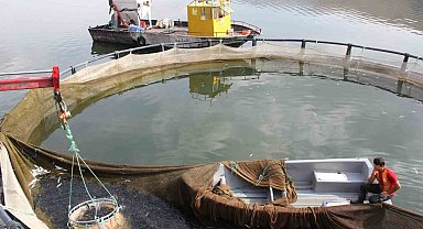 Çat Barajı soğuk suyu ile kafes balıkçılığının vazgeçilmezi