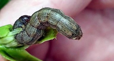 Çiftçilerin yeni düşmanı istilacı 'güz tırtılı'