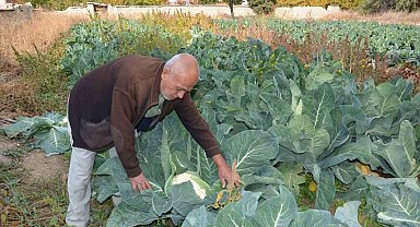 Deneme amaçlı karnabahar dikti, şimdi siparişlere yetişemiyor