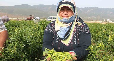 Deprem kentinde 'en acı' hasat