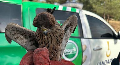 Devriye gezen jandarma, yaralı atmaca buldu