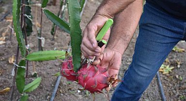 Egzotik dünyanın lezzeti ejder meyvesi Mustafakemalpaşa'da