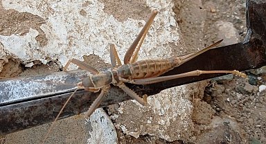 Elazığ'da etçil dev çekirge görüntülendi