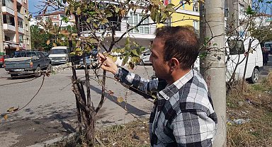 Erik ağacı Kasım'da çiçek açtı