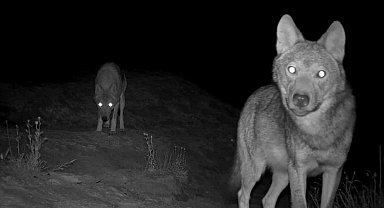 Gece karanlığında görüntülenen canavarlar tüyleri ürpertti