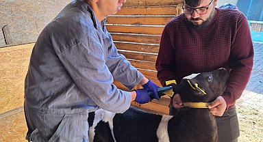Gediz'de büyükbaş hayvanlara şap aşısı uygulaması