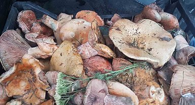 Gediz'de mantar bereketi