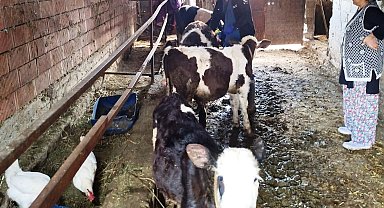 Gediz'de sonbahar şap aşılama çalışmaları tamamlandı