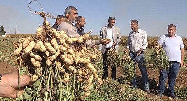 Harran Ovası'nda yer fıstığı bereketi