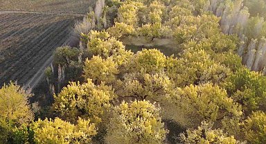 Iğdır'ın kayısı bahçelerindeki sonbahar güzelliği havadan görüntülendi