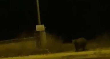 İki ayının birbirine seslenmesi cep telefonuna kamerasına kaydedildi