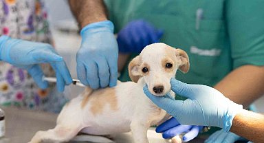 İlk kamu hayvan hastanesi İzmir'de açılıyor