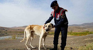 Jandarma ekipleri sahipsiz köpeklere sahip çıkıyor