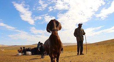 Kahramanmaraş'ta kışın yaklaşmasıyla çobanlar sürülerini yayladan mahalleye indirmeye başladı