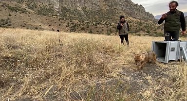 Kalçası kırılan çakal tedavi edilerek doğaya bırakıldı