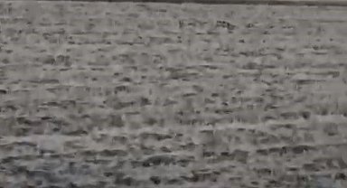 Kars'ta anne ve yavru ayılar köye indi