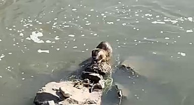 Kars'ta su samuru görüntülendi