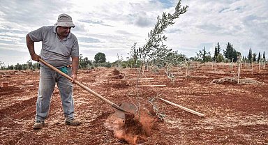 Kepez'e 30 bin zeytin fidanı dikilmesi planlanıyor