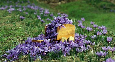 Kilosu 250 bin liradan satılan safranda rekolte düşük bekleniyor